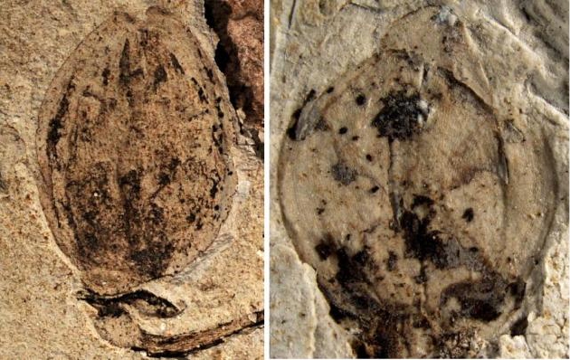 <font color='#000000'>科学家们发现了1.6亿年前最早的花朵化石</font>