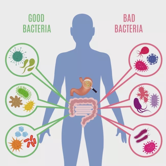 　人体肠道中的各种微生物（图源：觅元素网重组图）