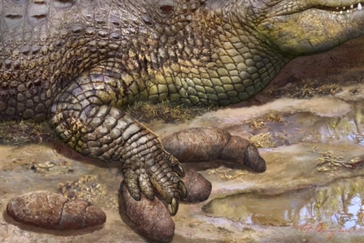 那阳始新世鳄踩在粪便上的复原图（张宗达）。始新世大约开始于5600万年前，终于3400万年前。