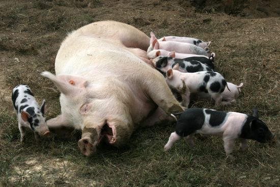 猪的乳头数多，挤奶并不方便 / Wiki