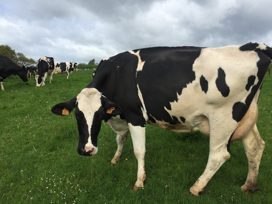 2015年，法国，某牧场的奶牛。综合来讲，对大多数人来说，牛奶依然是最现实的选择 / Wiki