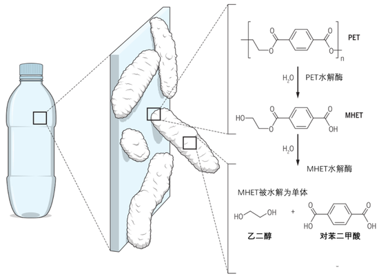 201-F6消化PET的示意图